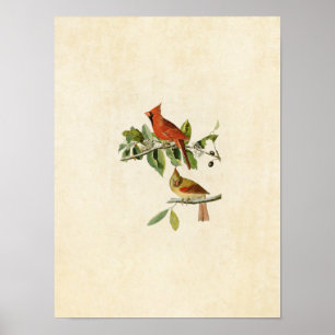 Póster Placa 159   Cardenal Grosbeak   Aves de América