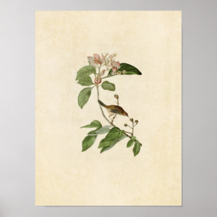 Póster Placa 165   Finch de Bachman   Aves de América