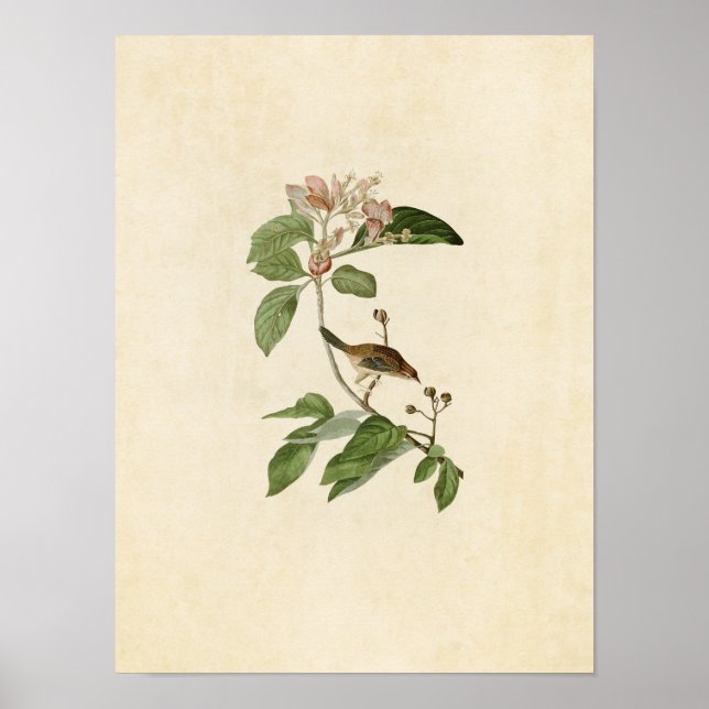 Póster Placa 165 | Finch de Bachman | Aves de América (Frente)