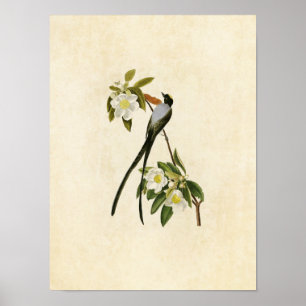 Póster Placa 168   Flycatcher con cola de horquilla