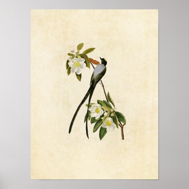 Póster Placa 168 | Flycatcher con cola de horquilla (Frente)