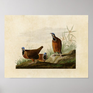 Póster Placa 172   Paloma de cabeza azul   Aves de Améric