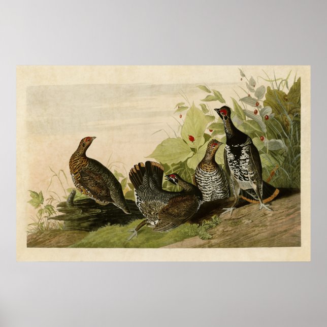 Póster Placa 176 | Grous visto | Aves de América (Frente)