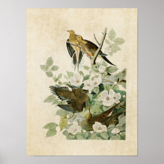 Póster Placa 17 | Carolina Turtle Dove | Aves de América