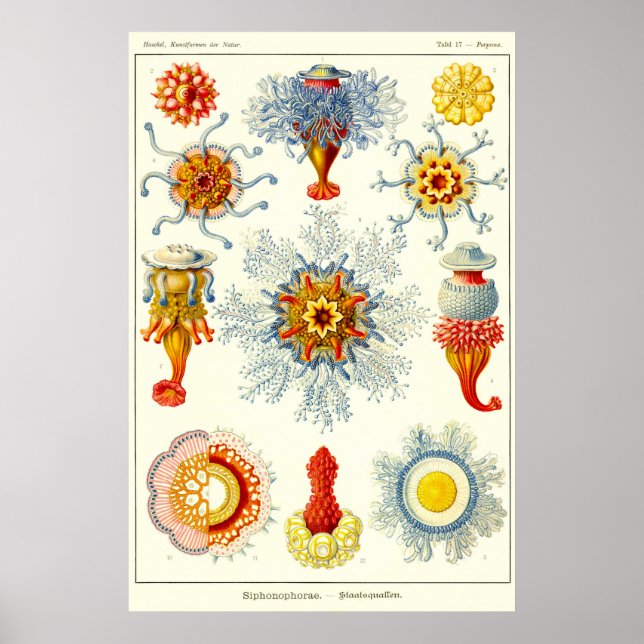 Póster Placa 17. Sifonóforos. (Frente)