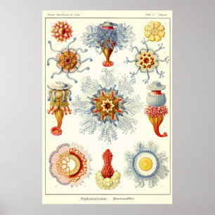 Póster Placa 17 Siphonophorae