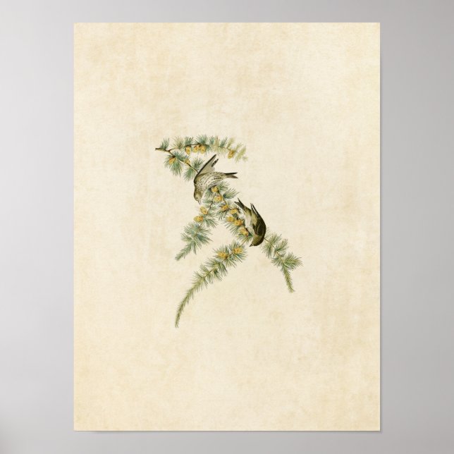 Póster Placa 180 | Pine Finch | Aves de América (Frente)