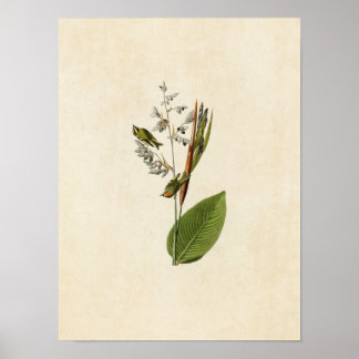 Póster Placa 183 | Wren de Crested dorado | Aves de Améri