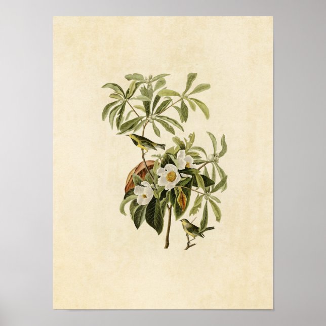 Póster Placa 185 | Bachman's Warbler | Aves de América (Frente)