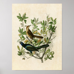 Póster Placa 187   Grackle de barca   Aves de América