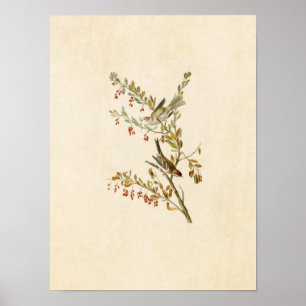 Póster Placa 188 Resplandor de árbol Aves de América