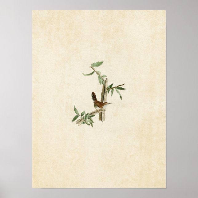 Póster Placa 18 | Wren de Bewick | Aves de América (Frente)