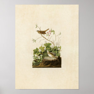 Póster Placa 193 Lincoln Finch Aves de América