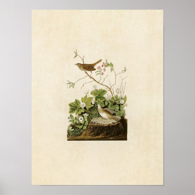 Póster Placa 193 | Lincoln Finch | Aves de América (Frente)