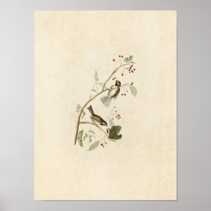 Póster Placa 194 Titmouse canadiense Aves de América