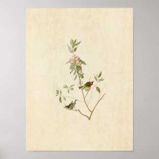 Póster Placa 195 | Wren coronado por el rubí | Aves de Am