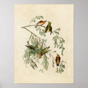 Póster Placa 197   Crossbill americano   Aves de América