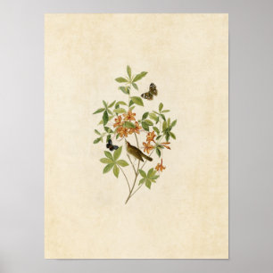 Póster Placa 198   Warbler de orujo marrón