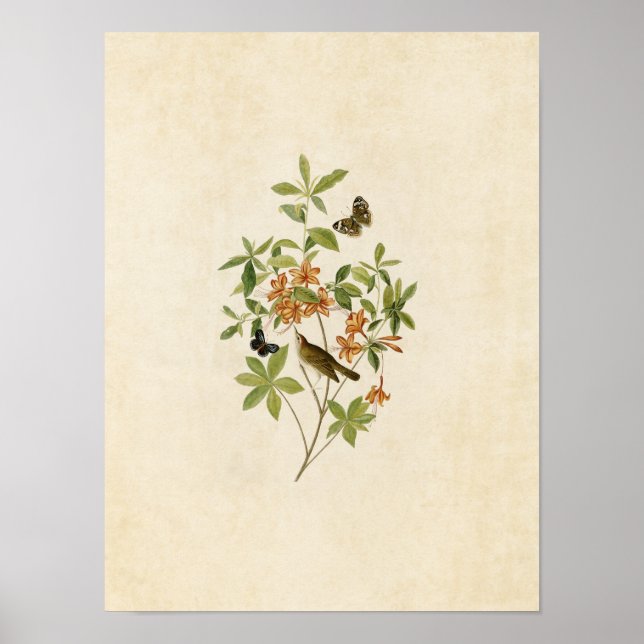 Póster Placa 198 | Warbler de orujo marrón (Frente)