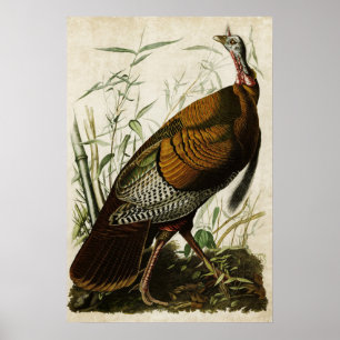 Póster Placa 1 Turquía salvaje Aves de América