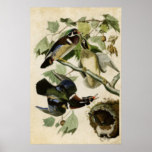 Póster Placa 206 Pato de verano o de madera Aves de A