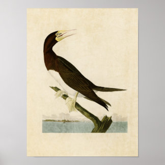 Póster Placa 207 | Booby Gannet | Aves de América