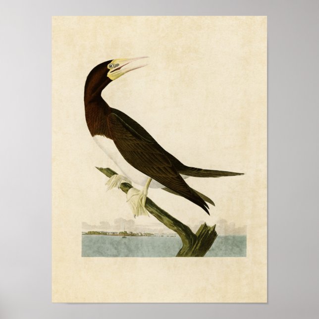 Póster Placa 207 | Booby Gannet | Aves de América (Frente)