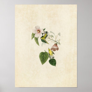 Póster Placa 20   Warbler amarillo de ala azul