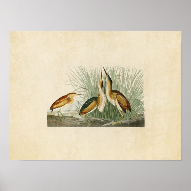 Póster Placa 210 | Menos Amargo | Aves de América (Frente)