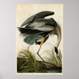 Póster Placa 211 Gran garza azul Aves de América
