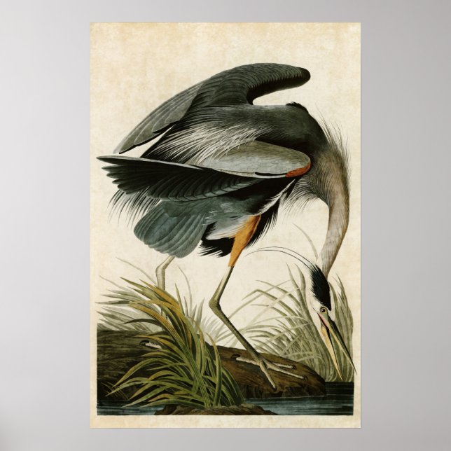 Póster Placa 211 | Gran garza azul | Aves de América (Frente)