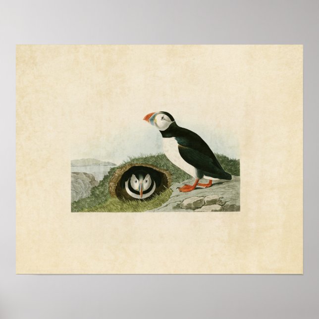 Póster Placa 213 | Puffin | Aves de América (Frente)