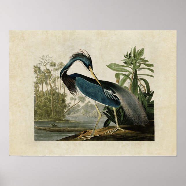 Póster Placa 217 | Louisiana Heron | Aves de América (Frente)