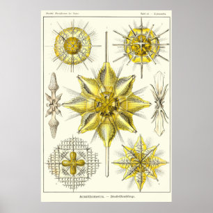 Póster Placa 21 Acanthometra