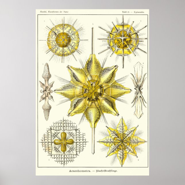 Póster Placa 21 Acanthometra (Frente)