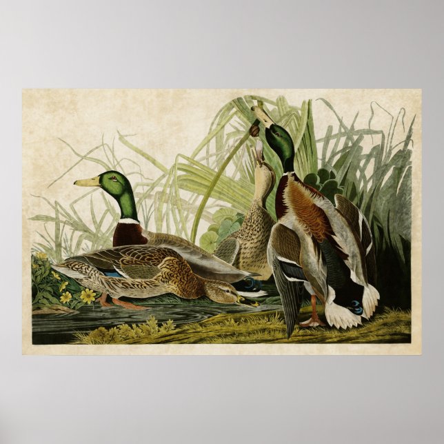 Póster Placa 221 | Pato Mallard | Aves de América (Frente)