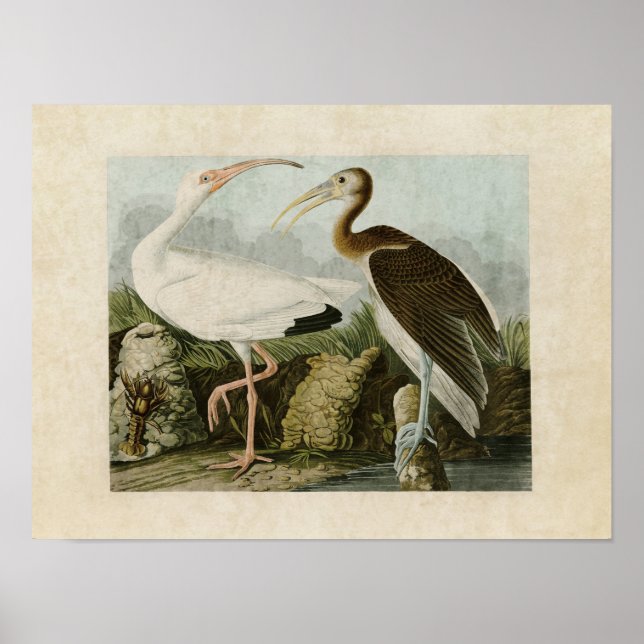 Póster Placa 222 | Ibis blanco | Aves de América (Frente)