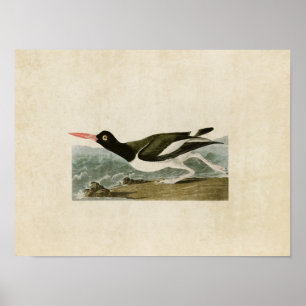 Póster Placa 223 Oystercatcher por tubería Aves de Am