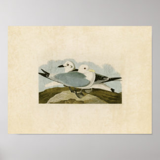 Póster Placa 224 | Gaviota Kittiwake | Aves de América