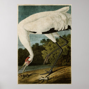 Póster Placa 226 Grúa cebadora Aves de América