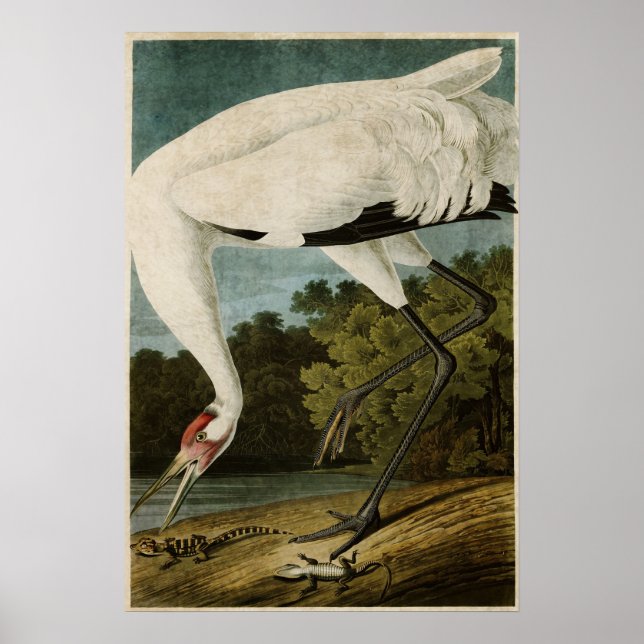 Póster Placa 226 | Grúa cebadora | Aves de América (Frente)
