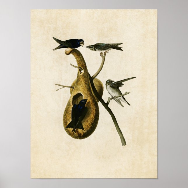 Póster Placa 22 | Morado Martín | Aves de América (Frente)