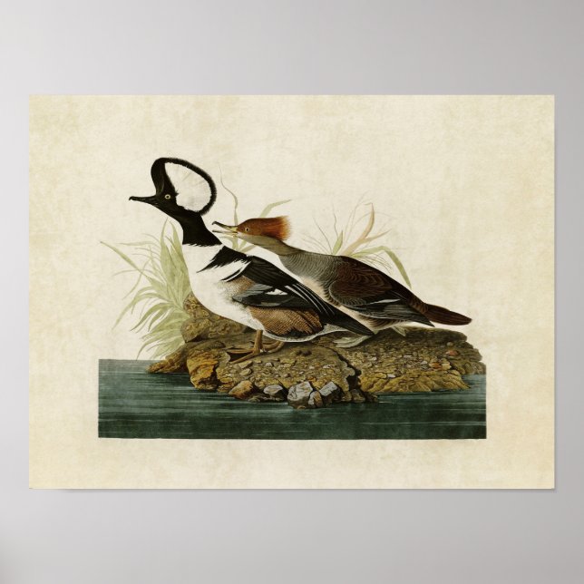 Póster Placa 232 | Merganser encapuchado | Aves de Améric (Frente)