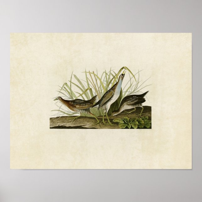 Póster Placa 233 | Sora o Rail | Aves de América (Frente)