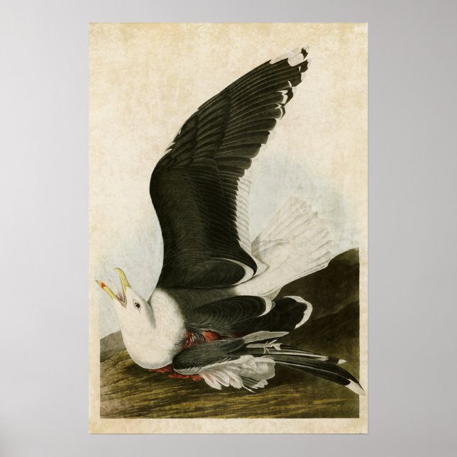Póster Placa 241 | Gaviota con respaldo negro | Aves de A (Frente)