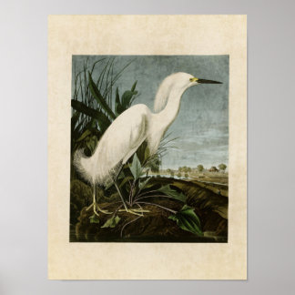 Póster Placa 242 | Garza nevada o hierba blanca