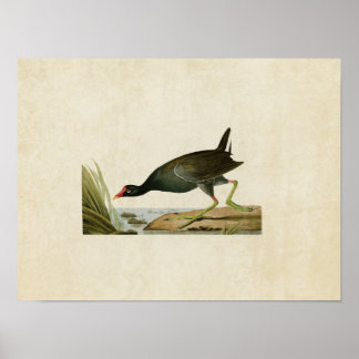 Póster Placa 244 | Gallinule común | Aves de América
