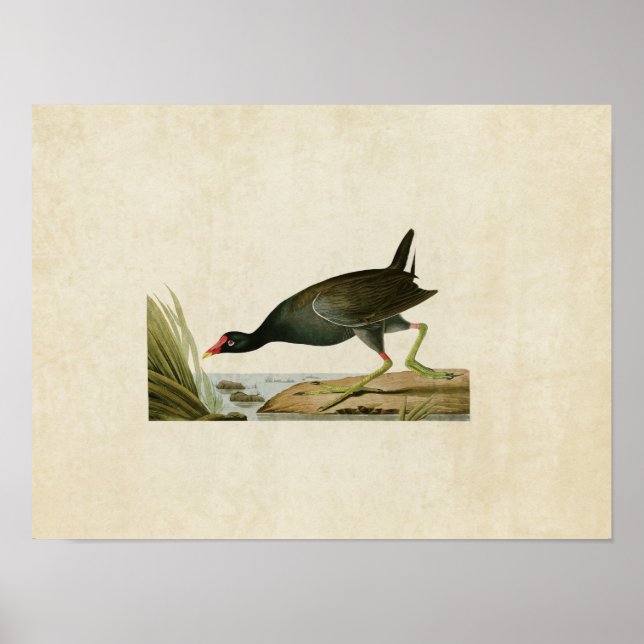 Póster Placa 244 | Gallinule común | Aves de América (Frente)