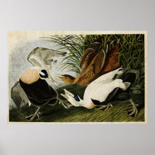 Póster Placa 246   Edier Duck   Aves de América