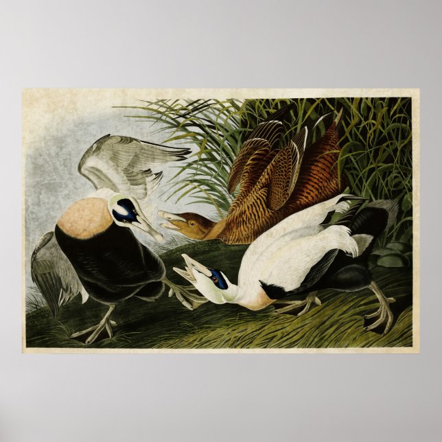 Póster Placa 246 | Edier Duck | Aves de América (Frente)